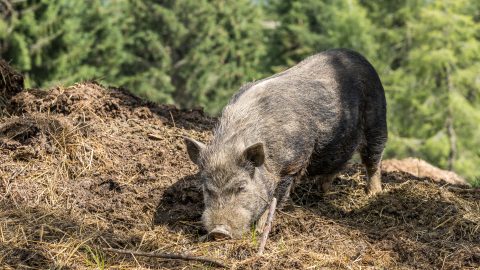 Vaddisznó által terjesztett kór miatt került életveszélybe egy idős férfi