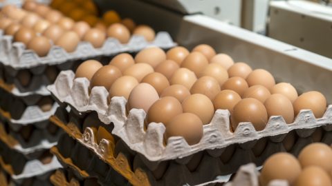 A madárinfluenza miatt tojást kezdett árulni egy vegán kozmetikai márka New Yorkban