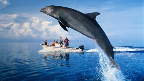 Videó: hatalmas delfin ugrott fel egy csónakra