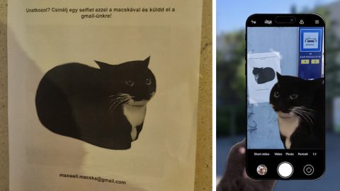 Mik ezek a plakátok Budapesten, amiken közös fotókat kér egy mémmacska?