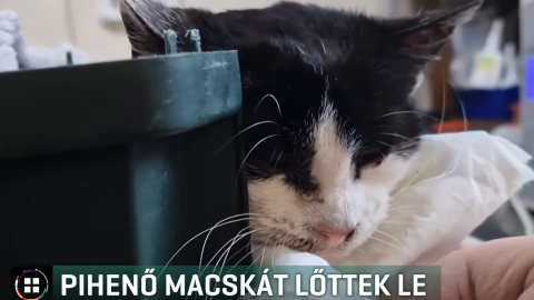 Lelőttek egy autón pihenő macskát Szombathelyen