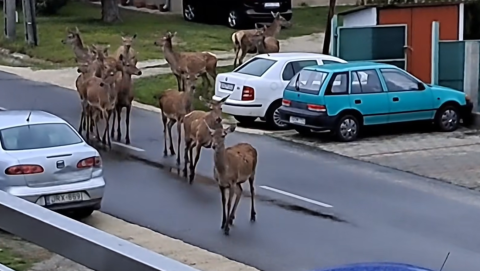 Videó: szarvascsorda sétált Balatonbogláron