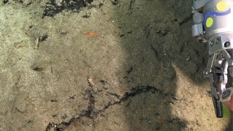 Korábban ismeretlen állatra bukkantak az óceán mélyén
