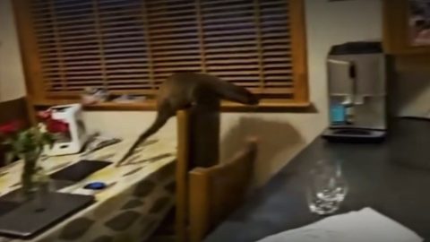 Vidra tört-zúzott egy skót család házában – videó
