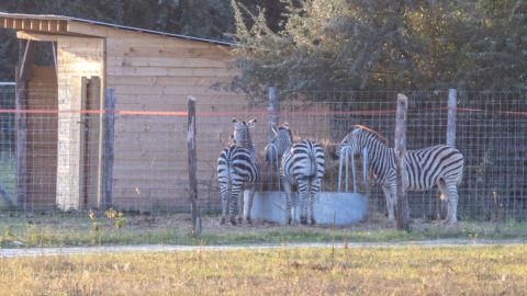 „Ezek az állatok törődésből, jó szándékból vannak tartva” – reagált a Mészáros Csoport a zebra-ügyre