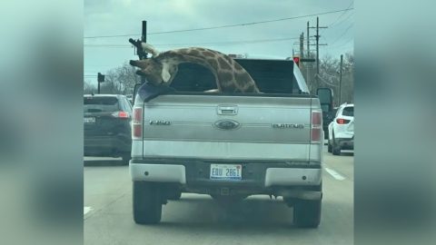 Zsiráftetemet szállítottak egy terepjáró platóján egy michigani városban