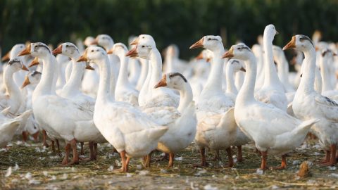 Lecsapott a H5N1 vírus Hajdú-Biharban