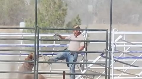 Rejtélyes módon eltűnt az állatorvos, miután kiderült, hogy bántalmazott egy lovat