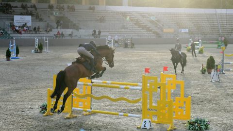 Hűtlen kezelés gyanúja miatt nyomoz a rendőrség a Magyar Lovassport Szövetségben