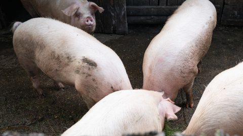 Járványügyi intézkedések: kiderült, mennyiért vásárolja fel az állam az egészséges sertéseket