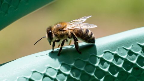A méhek őrizhetik a hosszú élet titkát