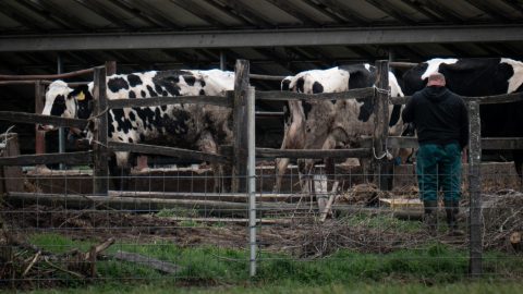 A száj- és körömfájás mellett az összeesküvés-elméletekkel is küzdenek