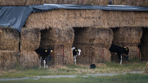 Bezár a jászberényi állatkert a száj- és körömfájásjárvány terjedése miatt
