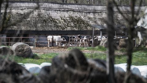 Száj- és körömfájás: már a hatodik farmon ölik le megelőzésképp az állatokat Szlovákiában