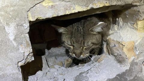 Falat bontottak a macskáért a mohácsi tűzoltók