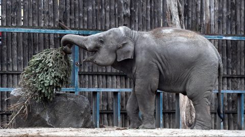 Korlátozásokat vezetnek be a Fővárosi Állatkertben a ragadós száj- és körömfájásjárvány miatt