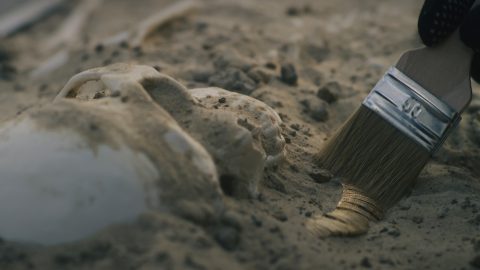 Avar kori temetőre bukkantak a szegedi BYD-gyár építése közben