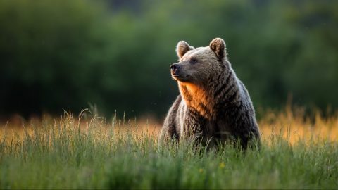 350 medve kilövését rendelték el Szlovákiában