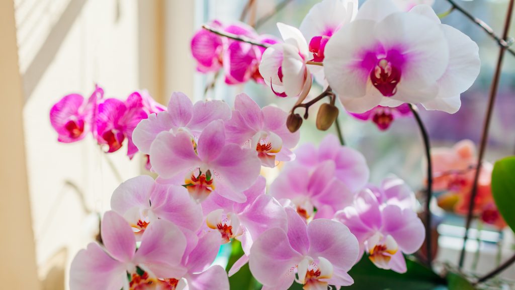 Ezzel az egyszerű praktikával akár egész évben gyönyörködhetünk a virágzó orchideáinkban