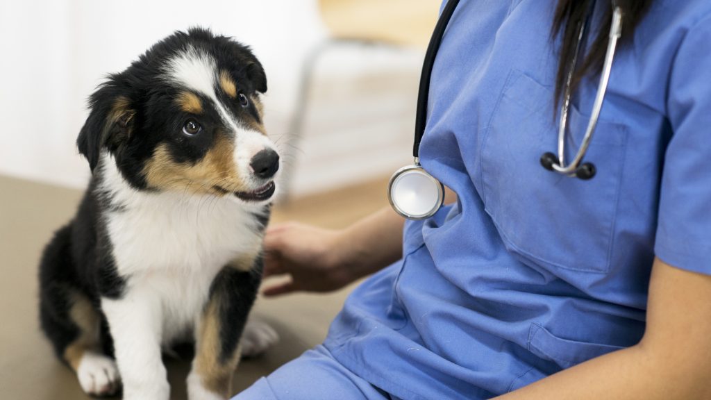 Így védhetjük meg a kutyánkat a halálos szívférgességtől