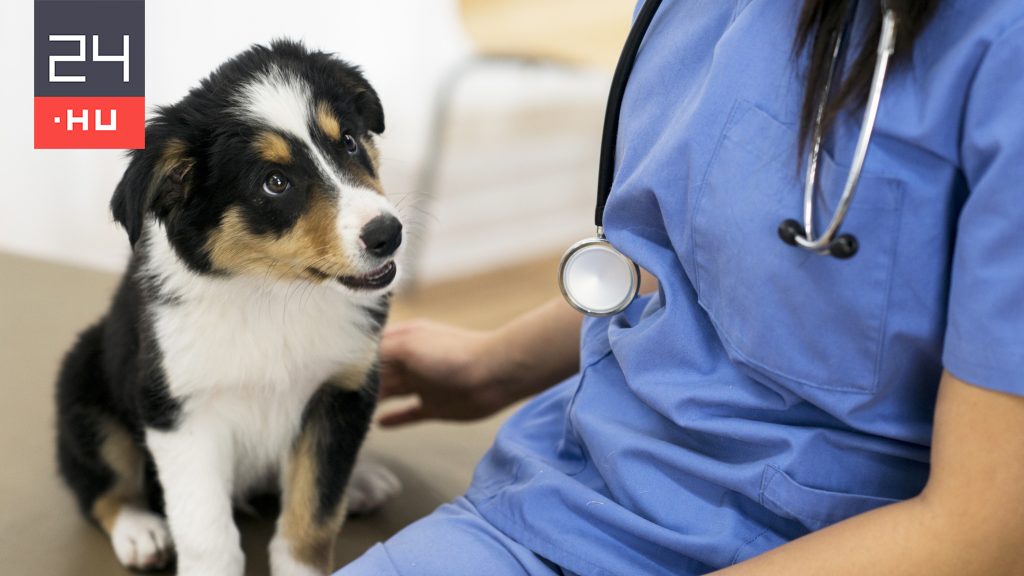 Így védhetjük meg a kutyánkat a halálos szívférgességtől