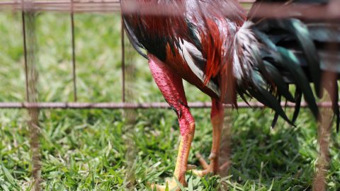 Tizenkét embert agyonlőttek egy kakasviadalon Ecuadorban