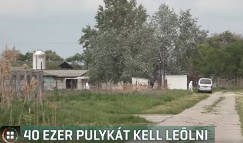 40 ezer pulykát kellett leölni madárinfluenza miatt Dél-Magyarországon egyetlen telepen