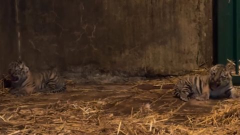 Videó: kinyitották szemüket a budapesti tigriskölykök