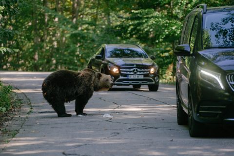 Medvét etetett volna egy turista Romániában, ám az rátámadt