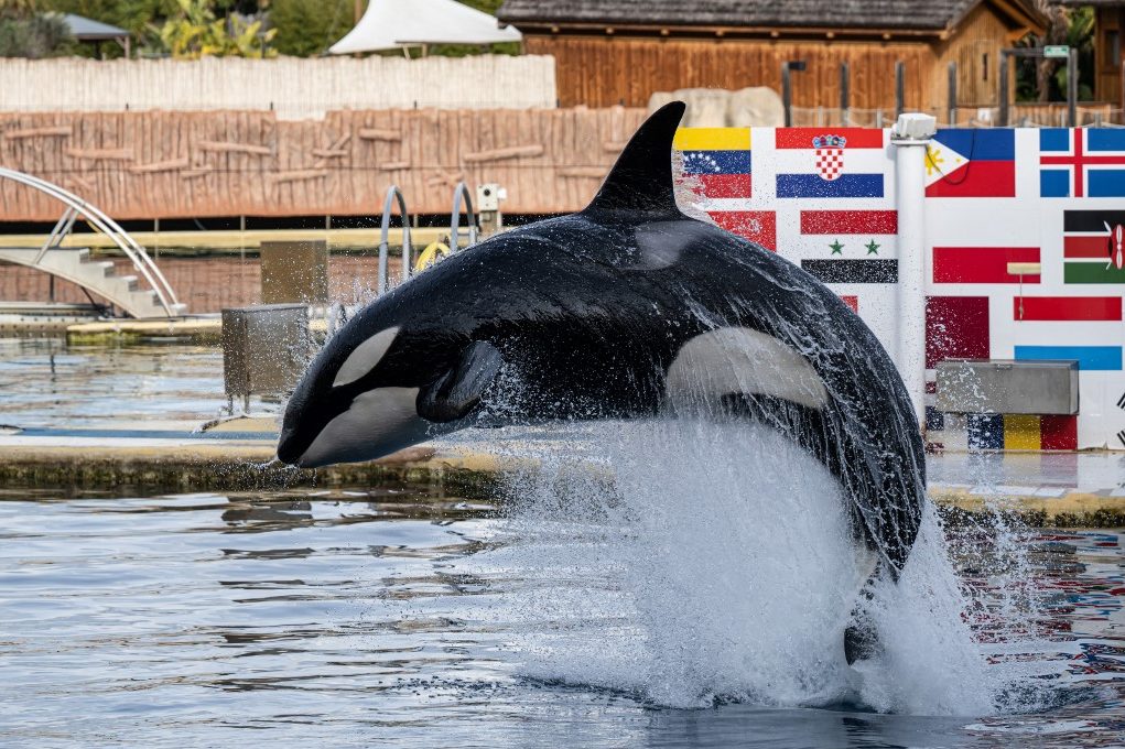 Lassan fél éve bezárt a híres delfinárium, de két kardszárnyú delfin még mindig az omladozó medencékben él 1