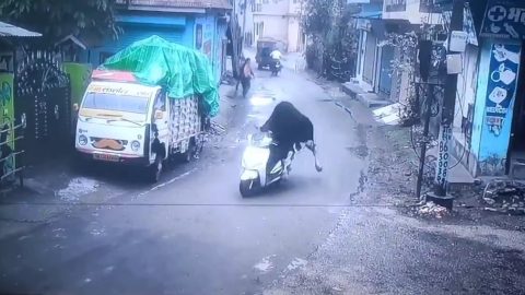 Videón, ahogy egy kóbor bika elköt egy robogót