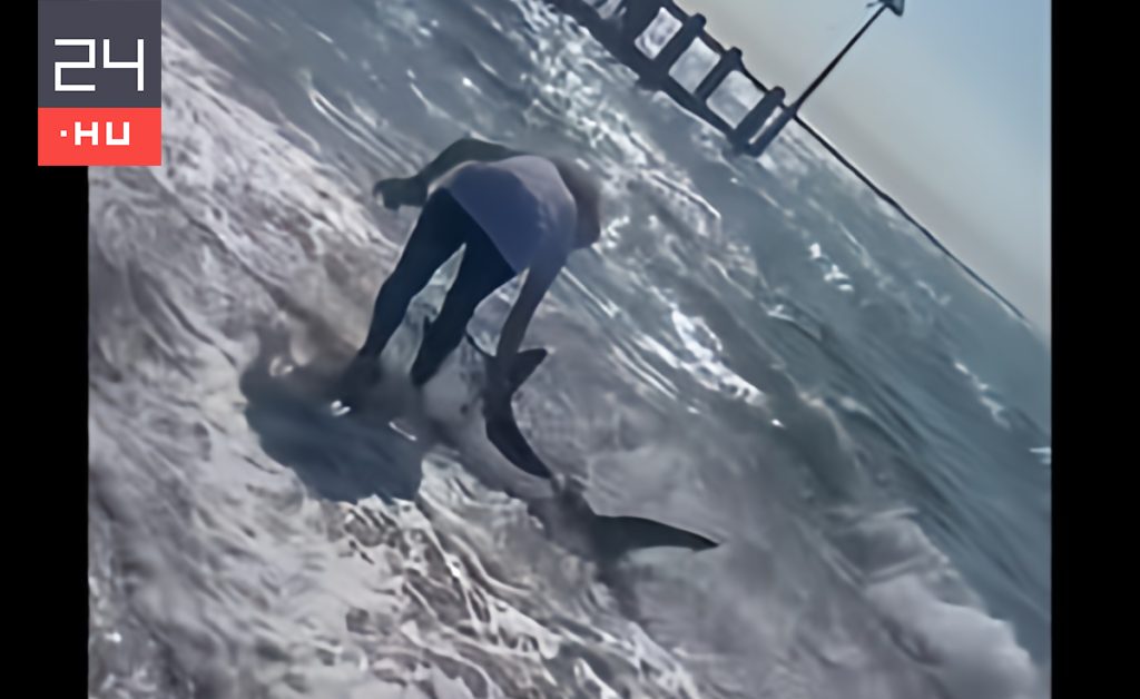 Videó: puszta kézzel tereltek vissza egy cápát a tengerbe