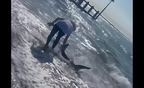 Videó: puszta kézzel tereltek vissza egy cápát a tengerbe