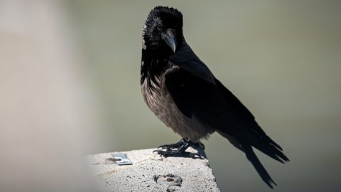 Kórházba került egy idős nő: miért támadnak emberre a varjak?