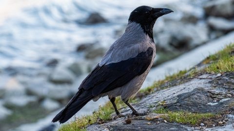 Emberekre támadó varjak miatt zártak le egy budapesti teret