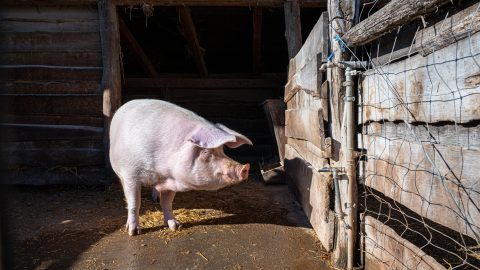 Kompenzációt kapnak a sertéstartók a ragadós száj- és körömfájás járvány miatt
