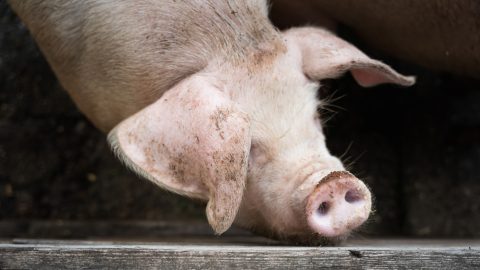 Szlovákiában megjelent az afrikai sertéspestis – erre is figyelniük kell a hazai állattartóknak