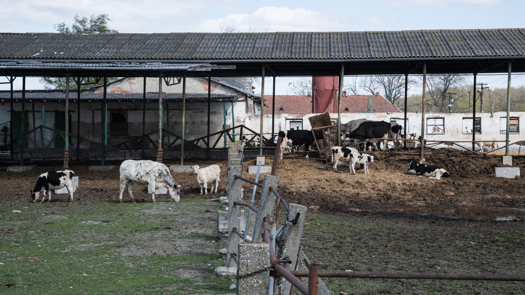 Száj és körömfájás: sokkal nagyobb lesz a veszteség, mint amekkorával a kormány számolt