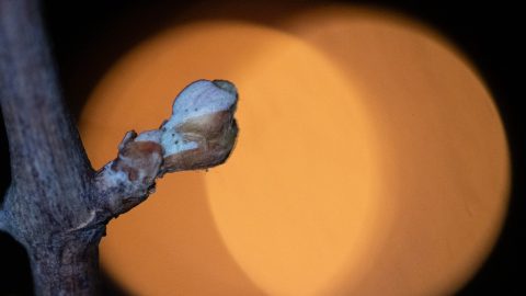 A Nyírség sorra dönti a hidegrekordokat