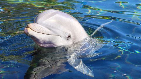 Milliókat fizettek a delfinek beszédének megértéséért