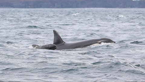 Különös viselkedést figyeltek meg a kardszárnyú delfineknél