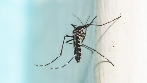 Évi 35 milliárd dolláros kárt okoznak ezek a fajok