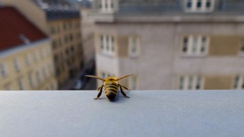A méhek kétharmada eltűnhetett a városokból