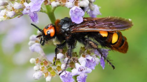 Újra megjelentek az 5 centis darazsak