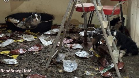 Letöltendőt kértek az osztrák állatszaporítóra, aki még csak el sem földelte az éhen pusztult harminc állatot