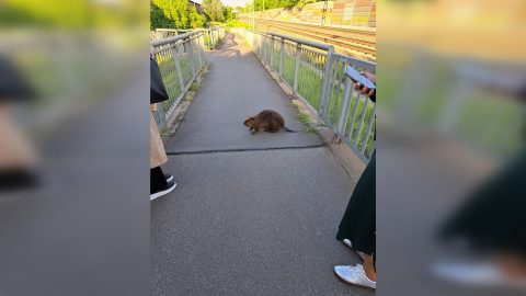 Megmentették a nagytétényi vasútállomáson várakozó hódot – videó
