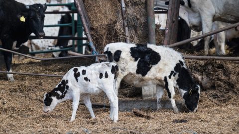 Visszavonták a száj- és körömfájás miatt elrendelt importtilalmat, megtarthatják a Gerecse-túrát