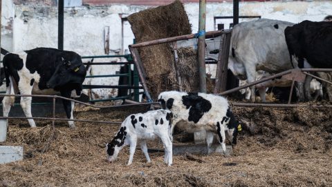 Meghosszabbítja Szlovákia a száj- és körömfájás betegség miatt bevezetett ellenőrzéseket a magyar és az osztrák határon