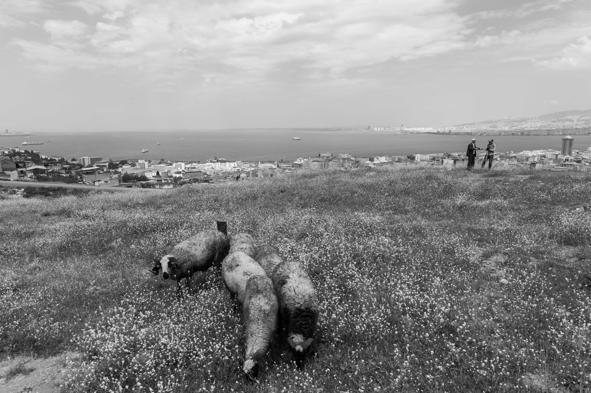 Áttért az állatfotózásra törökföldön, mert fegyveres őrök figyelték őt 13