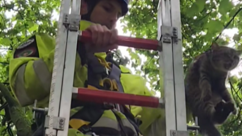 Szarkák terrorizáltak egy fán ragadt macskát Újpesten, mentőszolgálat érkezett a segítségére